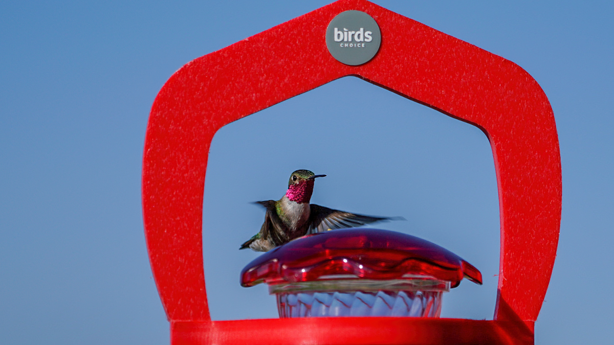 broad-tailed hummingbird feeding at a Birds Choice hummingbird feeder