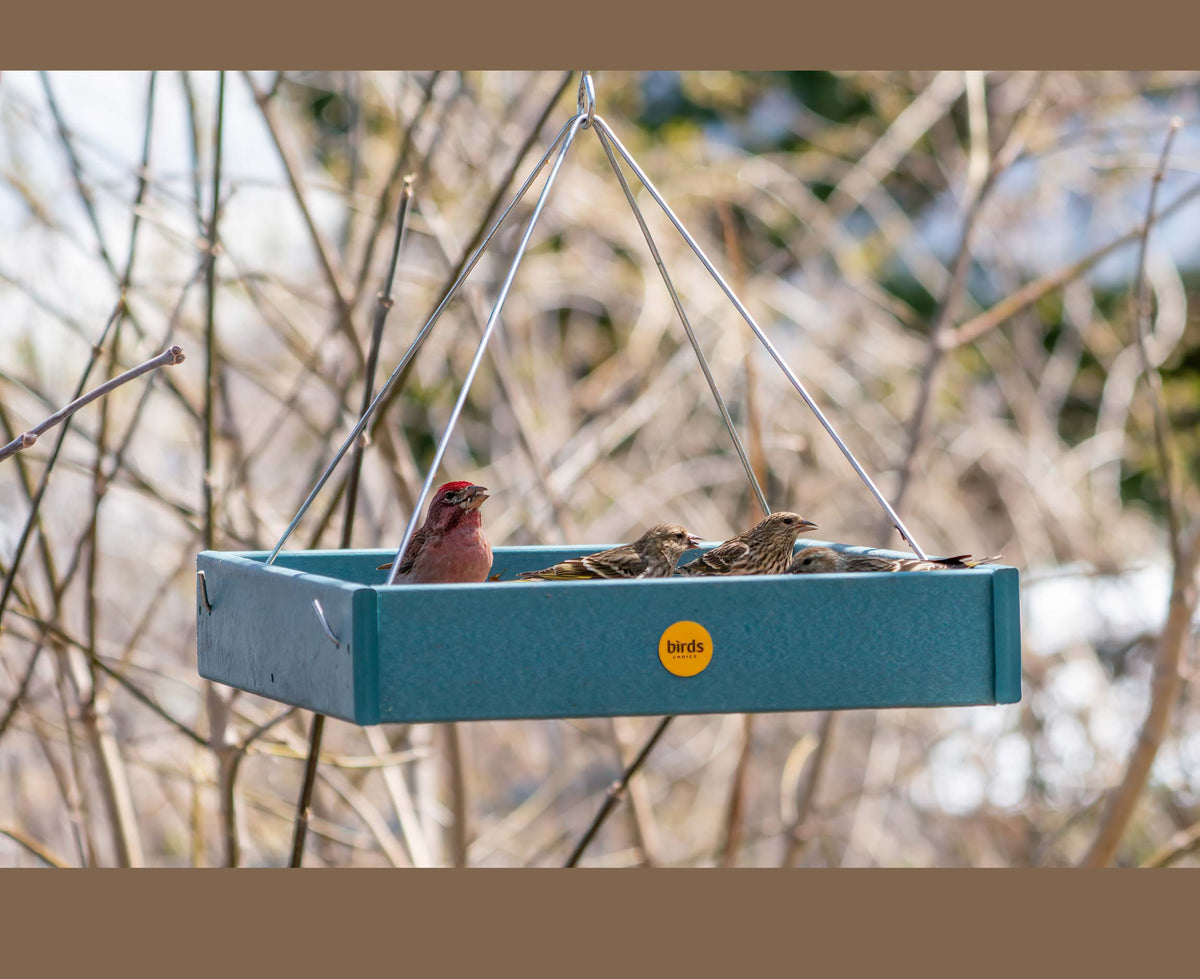 Hanging platform Birds Choice bird feed in lake blue.