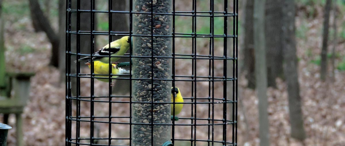 Squirrel Proof Bird Feeders & Accessories