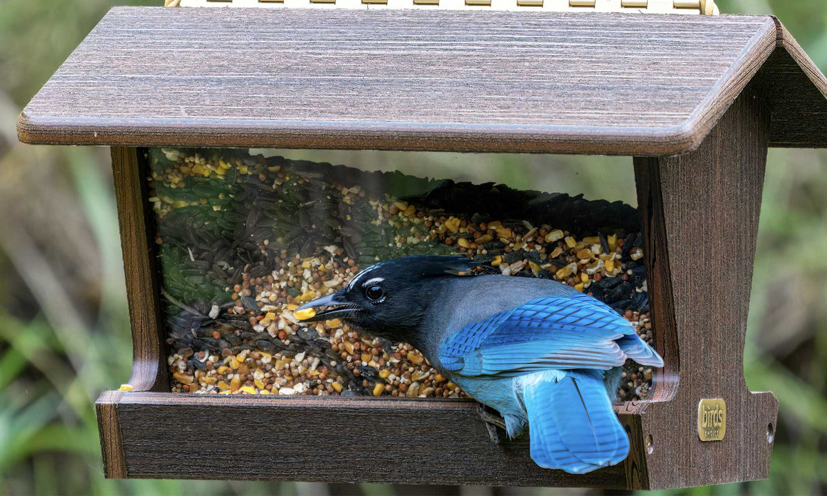Stellar Jay on a Spruce Creek hopper bird feeder
