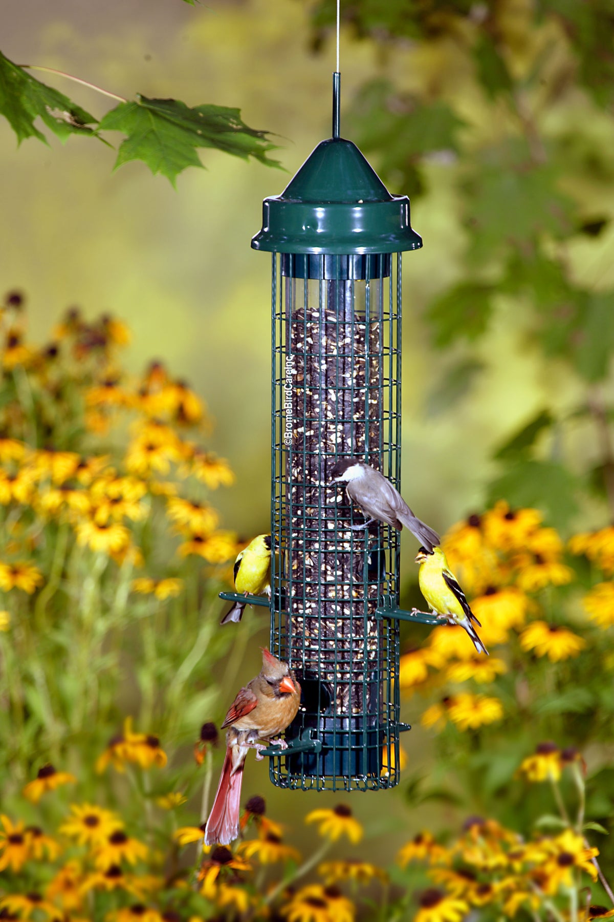 Brome Squirrel Buster Classic Squirrel-proof Bird Feeder - Birds Choice