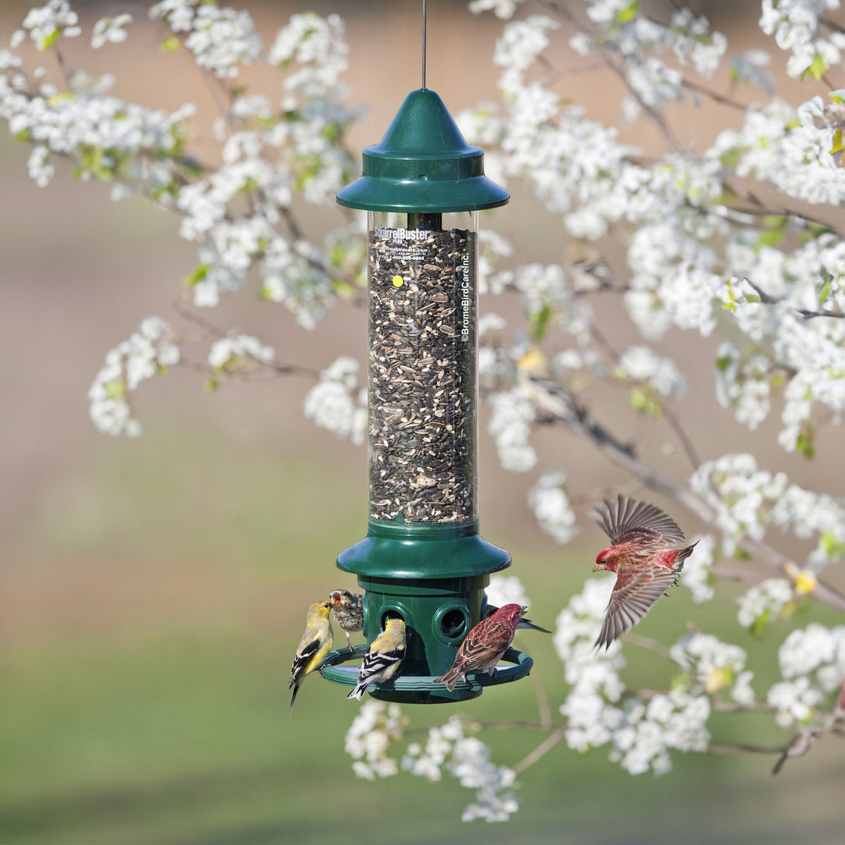Brome Squirrel Buster Plus Squirrel-proof Bird Feeder w/Cardinal Ring - Birds Choice