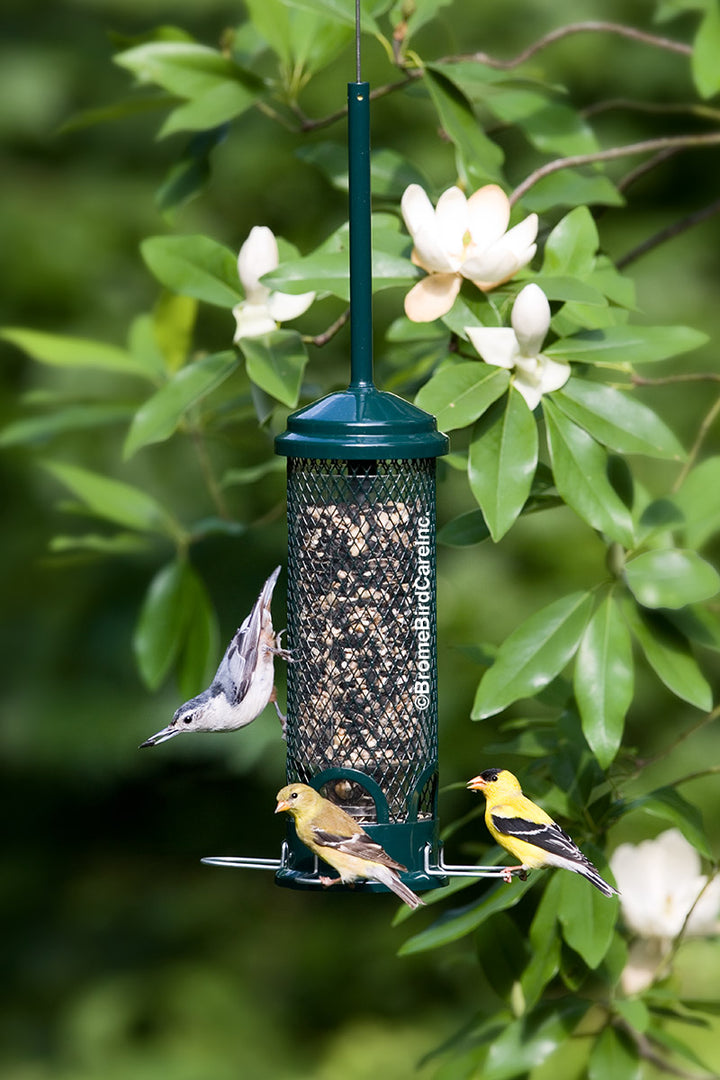 Brome Squirrel Buster Mini Squirrel-proof Bird Feeder - Birds Choice