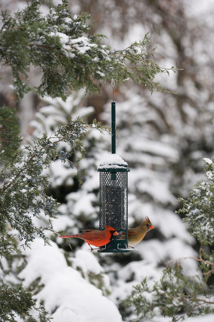 Brome Squirrel Buster Mini Squirrel-proof Bird Feeder - Birds Choice
