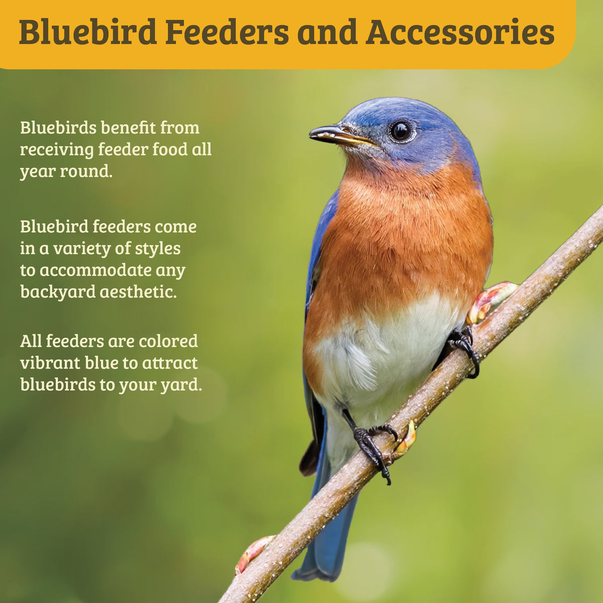 Bluebird Feeder Flower Shape for Mealworms and Dried Fruit - Birds Choice