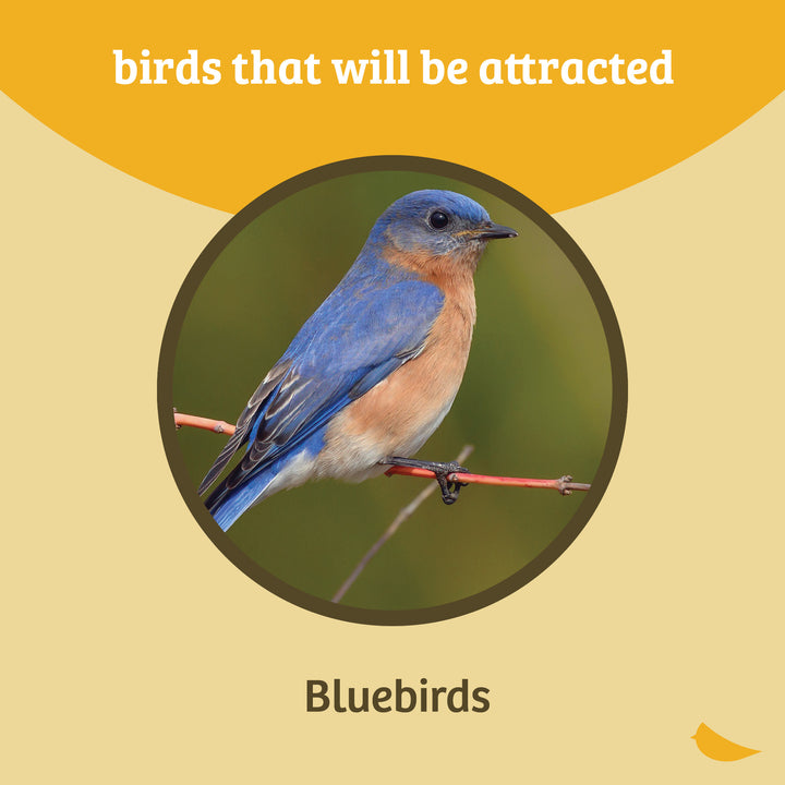 Bluebird Feeder Flower Shape for Mealworms and Dried Fruit - Birds Choice
