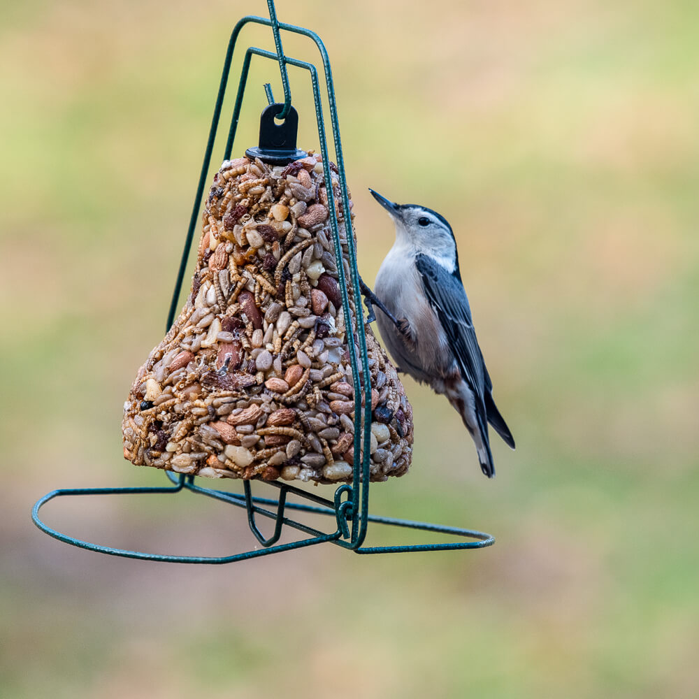 Mr. Bird Seed Bell Hanger - Birds Choice