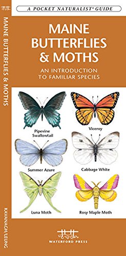 Maine Butterflies & Moths Pocket Guide - Birds Choice