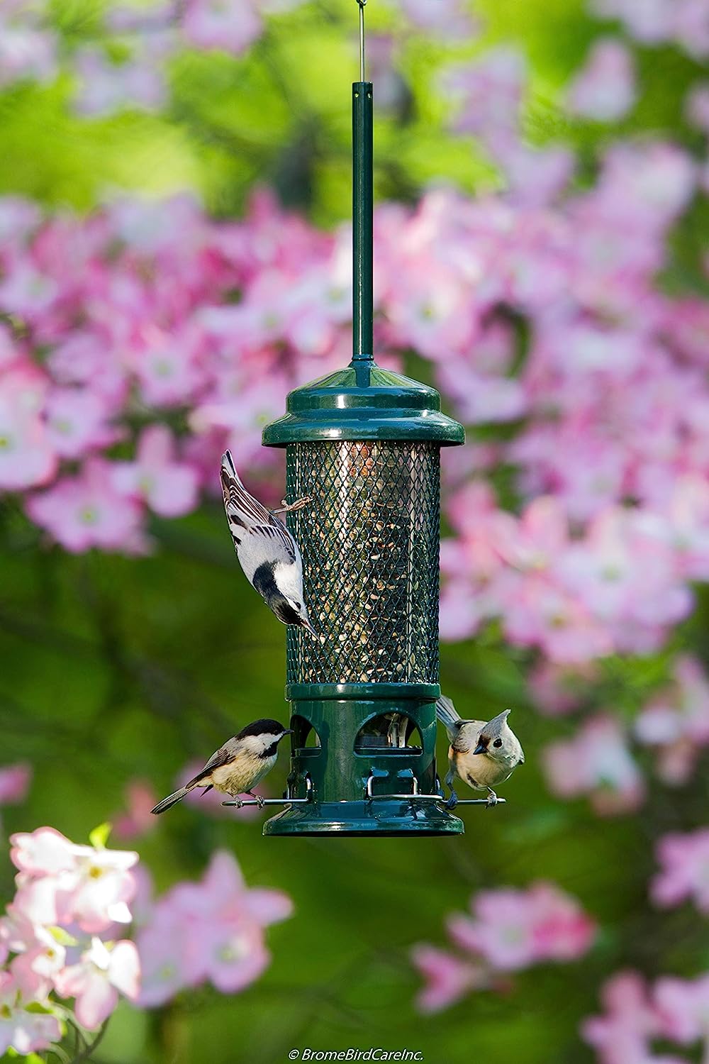 Brome Squirrel Buster Standard Squirrel-proof Bird Feeder - Birds Choice