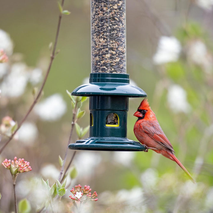 Brome Squirrel Buster Evolution Squirrel-Proof Bird Feeder - Birds Choice
