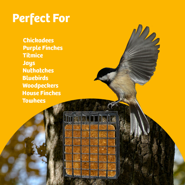 Seed and Suet Block Cage with Hanging Chain - Birds Choice