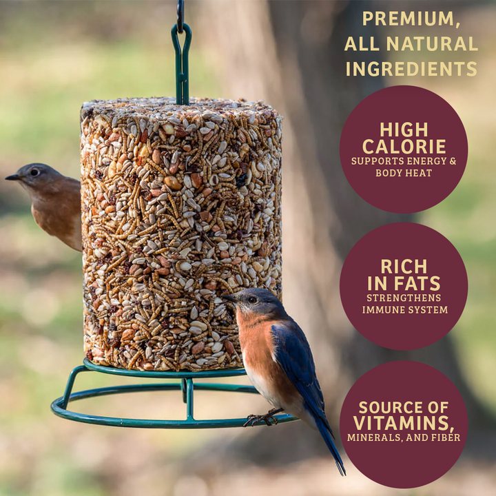 Bugs &amp; Nuts Seed Cylinder - Large - Birds Choice