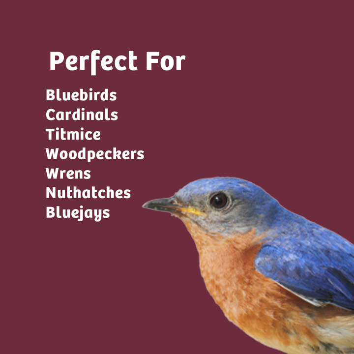 Bugs &amp; Nuts Seed Cylinder - Large - Birds Choice