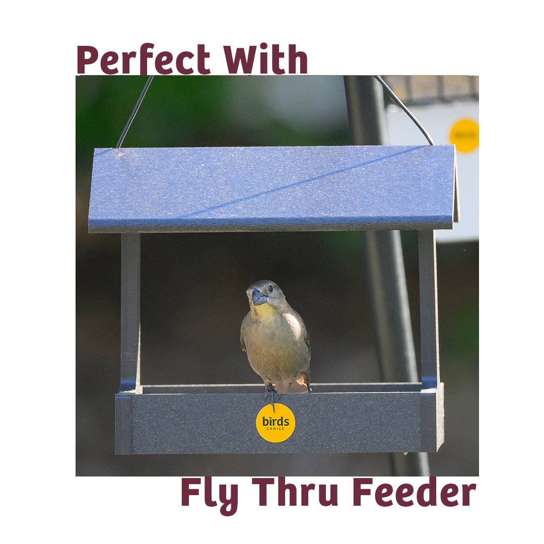 Bugs &amp; Nuts No Melt Suet - Birds Choice