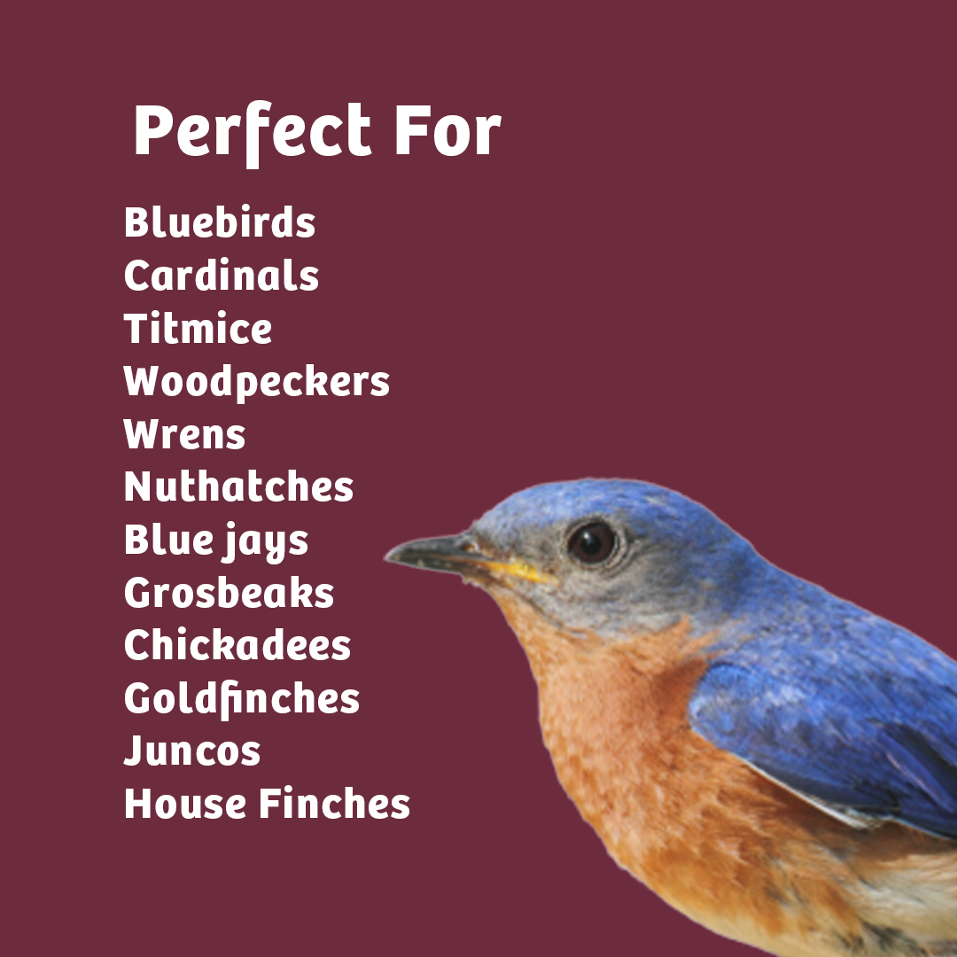 Bugs &amp; Nuts No Melt Suet - Birds Choice