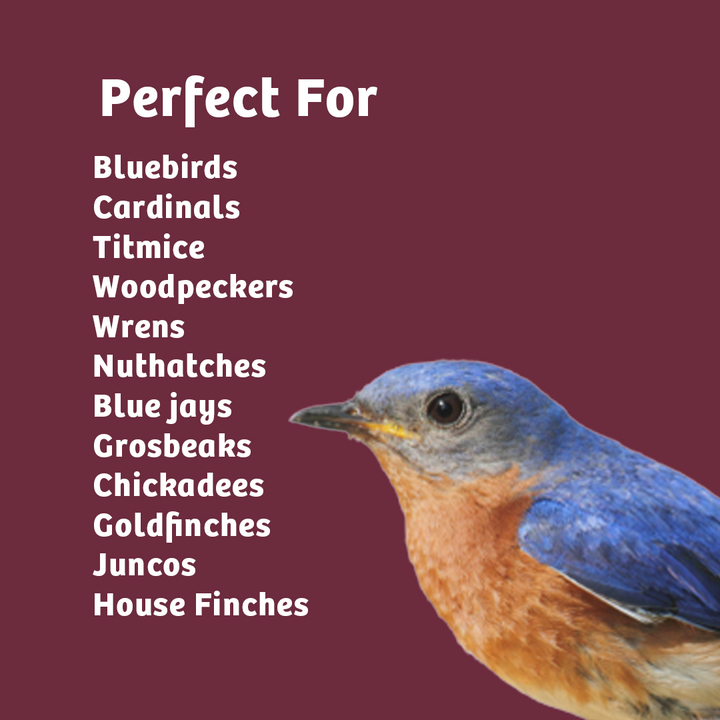 Bugs &amp; Nuts No Melt Suet - Birds Choice