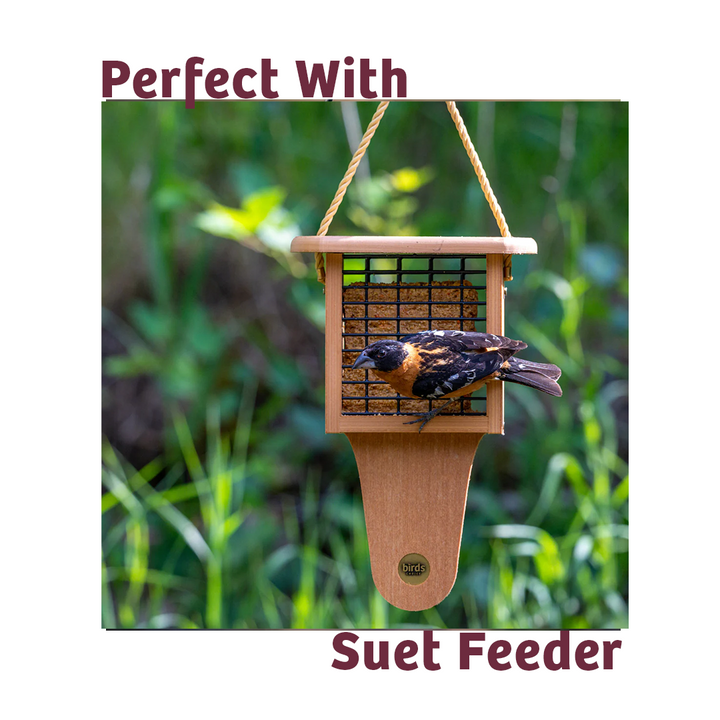 Bugs &amp; Nuts No Melt Suet - Birds Choice