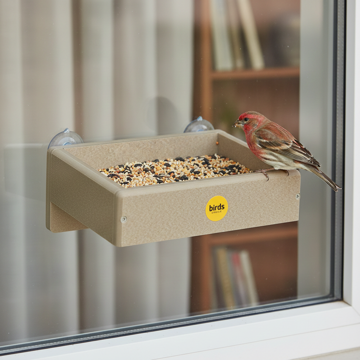 Platform Bird Feeder Window Mount in Taupe Recycled Plastic Small