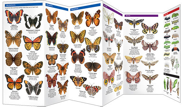Colorado Butterflies &amp; Moths Pocket Guide - Birds Choice