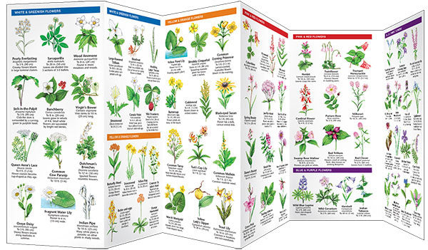 Connecticut Trees &amp; Wildflowers Pocket Guide - Birds Choice