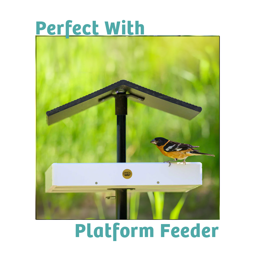 Finch Feast Wild Bird Food - 10 lbs. - Birds Choice