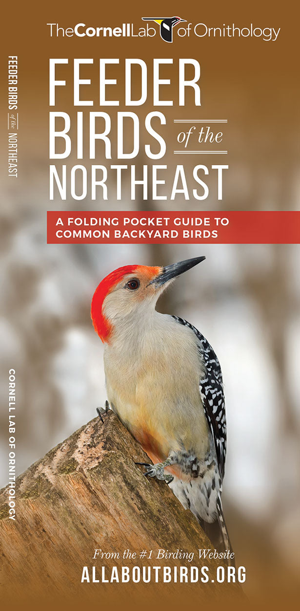 Feeder Birds Of The Northeast Pocket Guide - Birds Choice