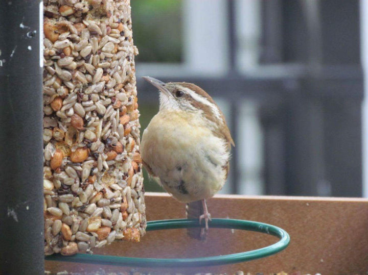 Mr. Bird Cylinder Feeder - Birds Choice