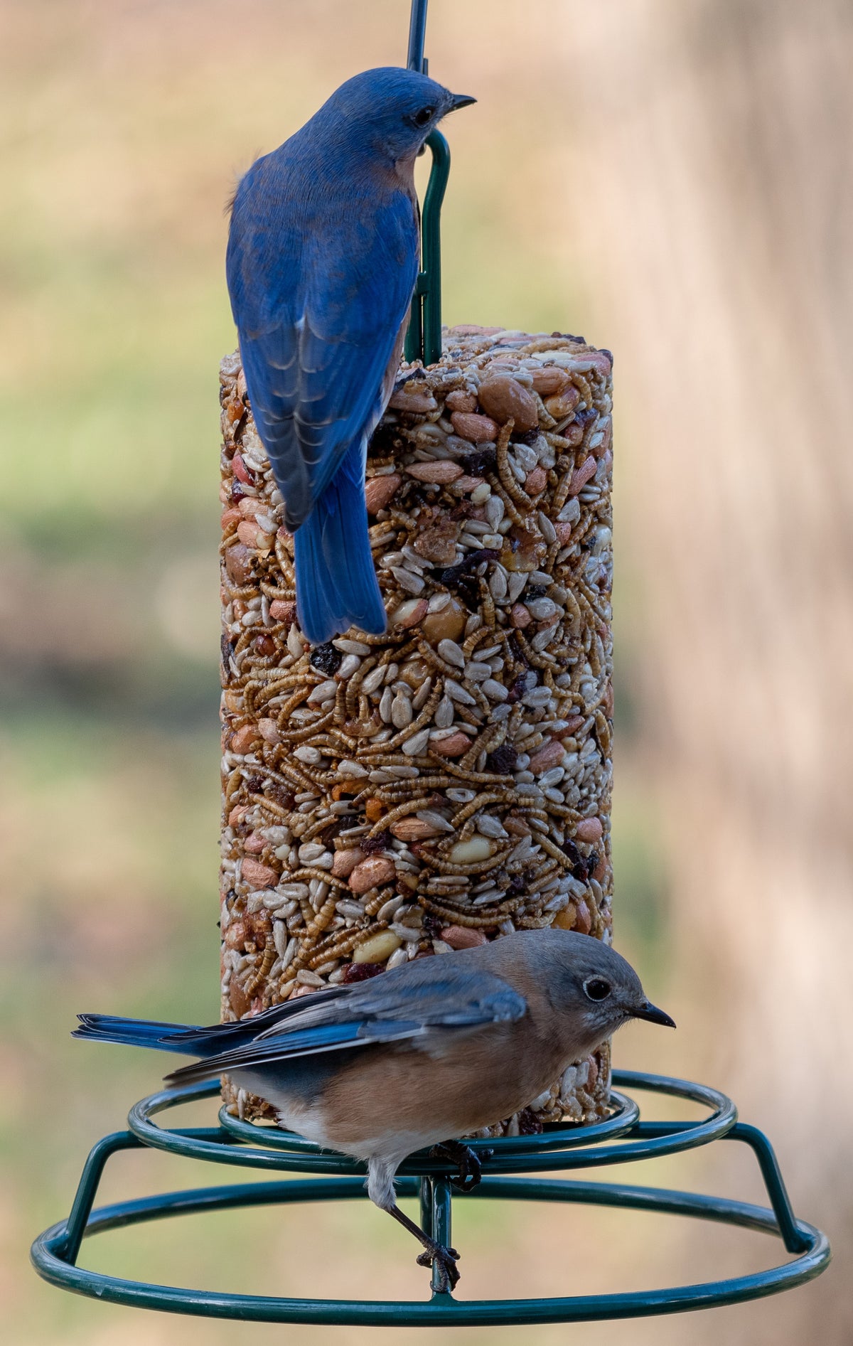 Mr. Bird EZ Cylinder Feeder - Birds Choice