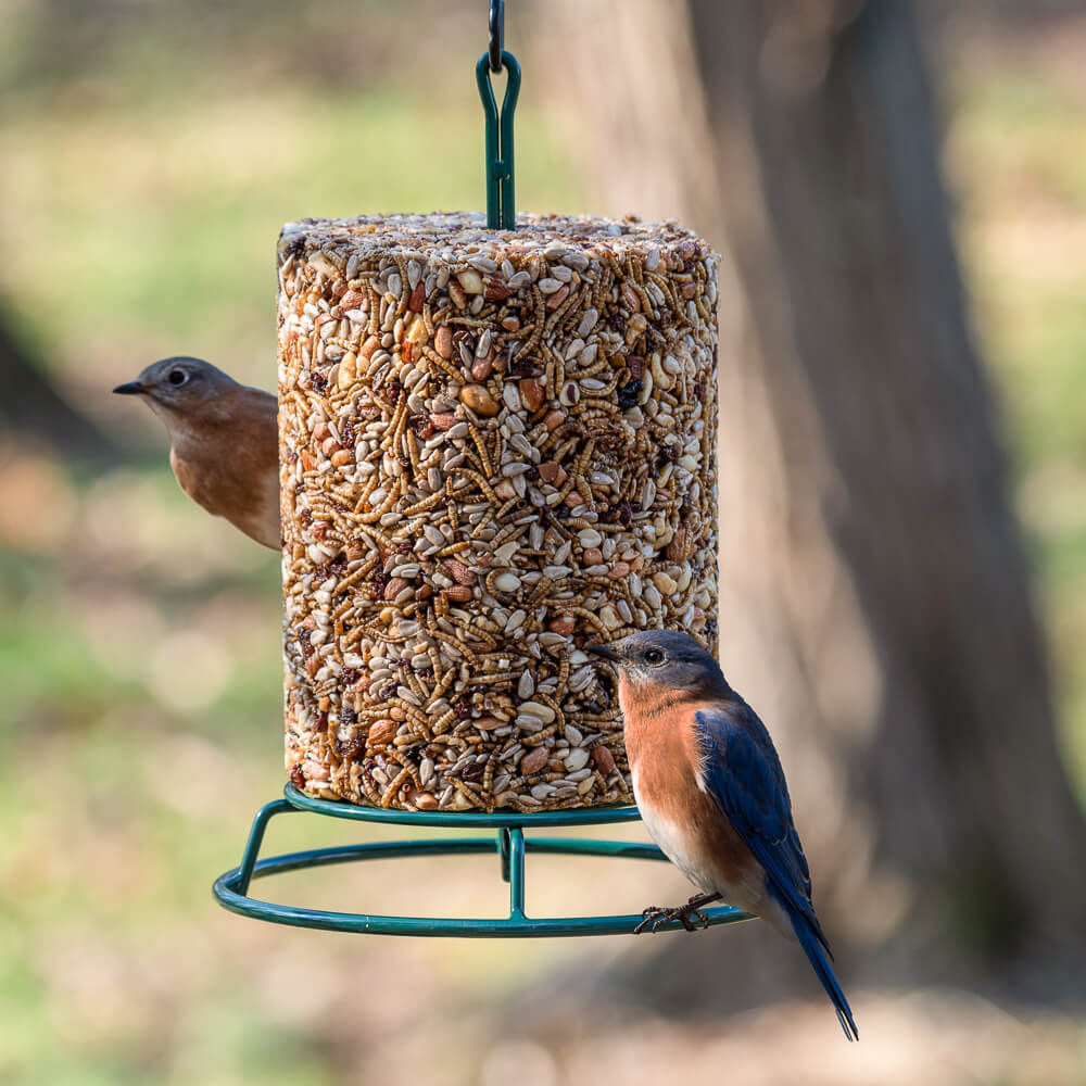 Mr. Bird EZ Cylinder Feeder - Birds Choice