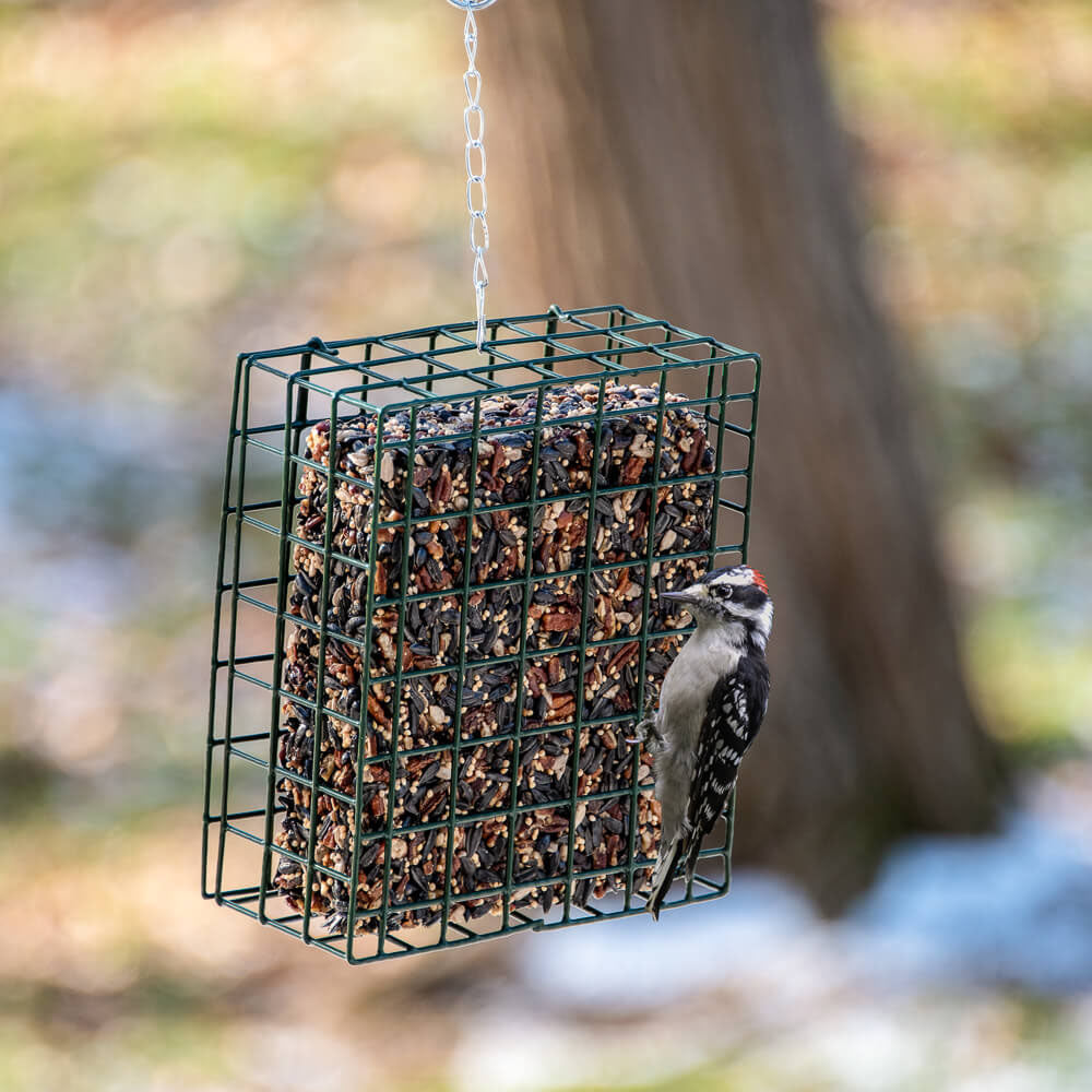 Mr. Bird Nut Cake – Small - Birds Choice