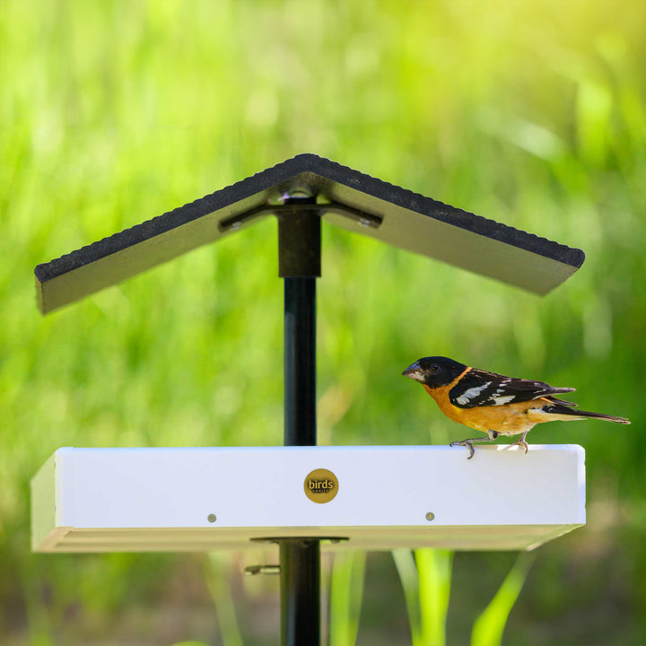 Modern Farmhouse Seed Catcher Platform Bird Feeder Pole Mount in White - Birds Choice