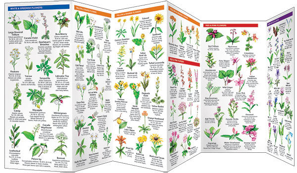 Michigan Trees &amp; Wildflowers Pocket Guide - Birds Choice