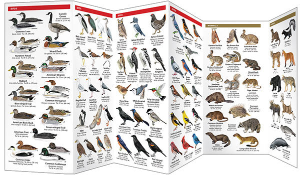 Maine Wildlife - Birds Choice