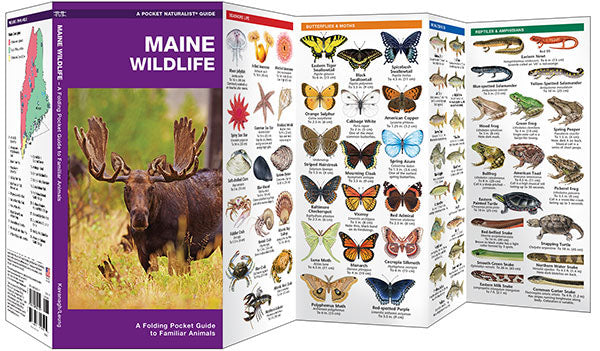 Maine Wildlife - Birds Choice