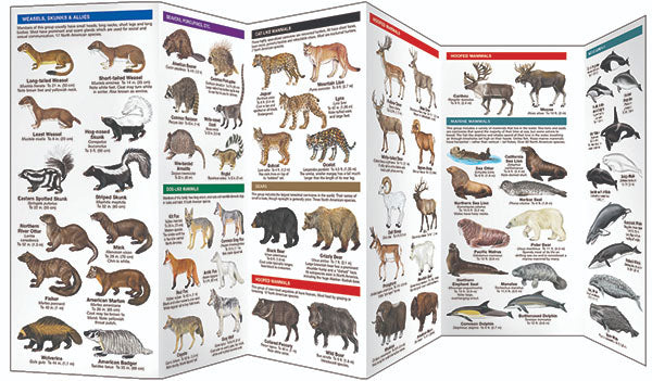 Mammals Pocket Guide - Birds Choice