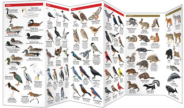 Massachusetts Wildlife Pocket Guide - Birds Choice