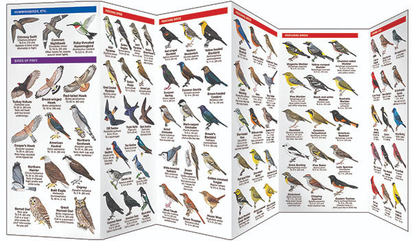 Minnesota Birds Pocket Guide - Birds Choice
