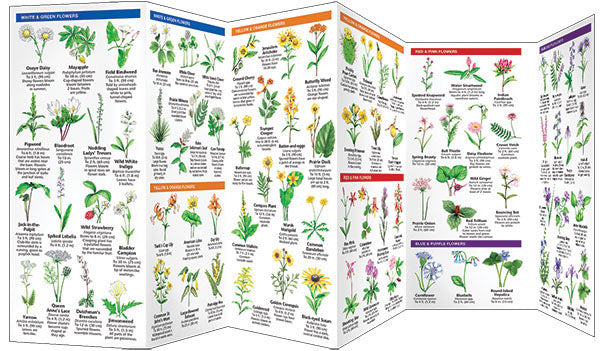 Missouri Trees &amp; Wildflowers Pocket Guide - Birds Choice