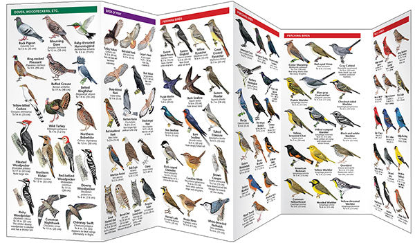 New Jersey Birds Pocket Guide - Birds Choice
