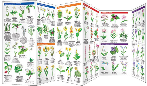 New Jersey Trees &amp; Wildflowers Pocket Guide - Birds Choice