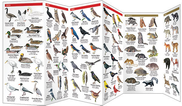 New Jersey Wildlife Pocket Guide - Birds Choice
