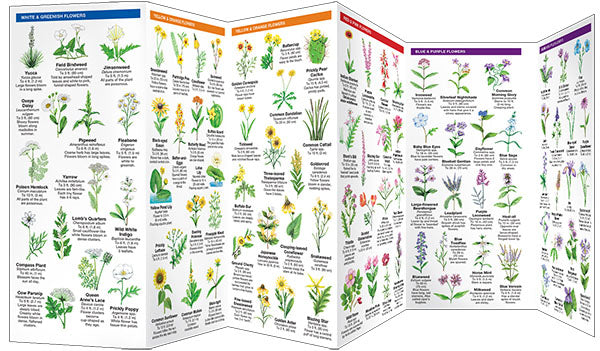 Oklahoma Trees &amp; Wildflowers Pocket Guide - Birds Choice