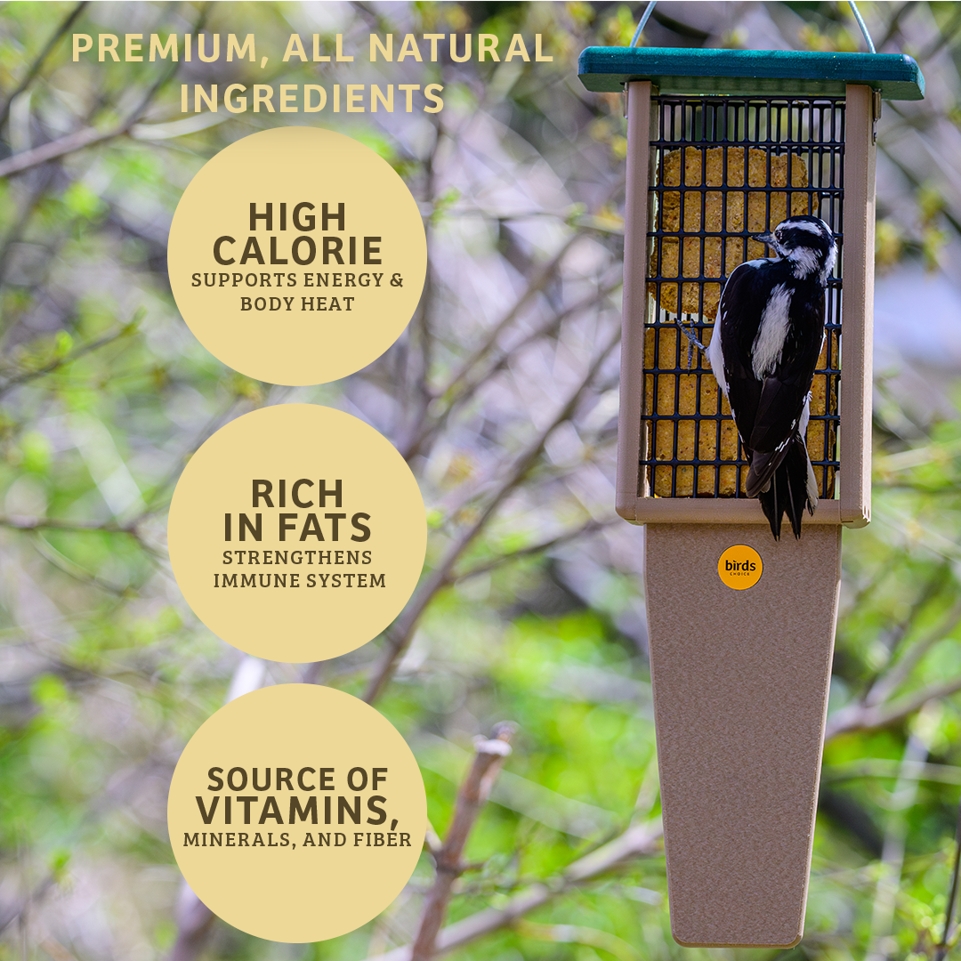 PEANUT NO MELT SUET - 12 PACK - Birds Choice