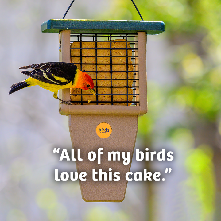 PEANUT NO MELT SUET - 12 PACK - Birds Choice