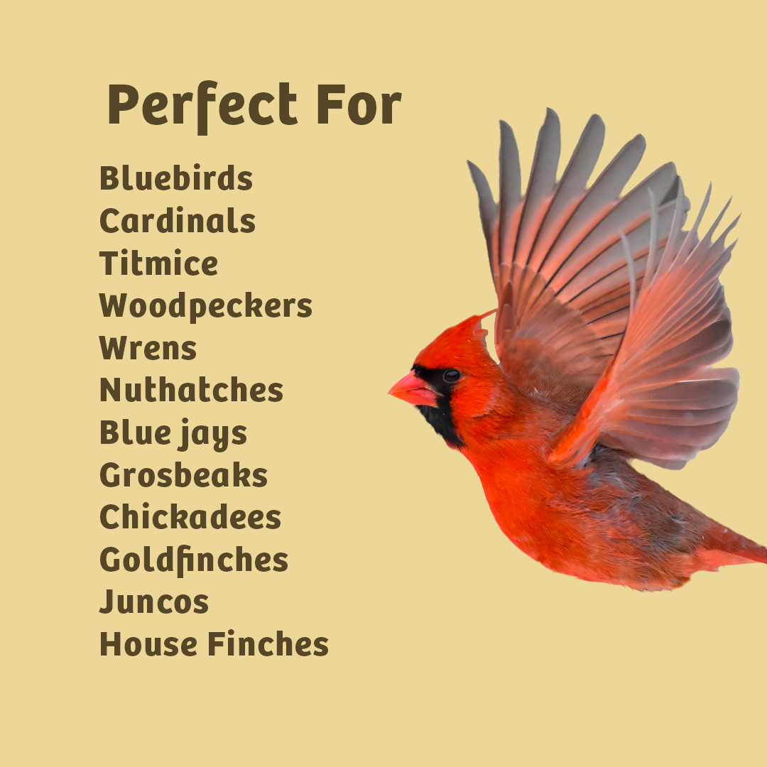 PEANUT NO MELT SUET - 12 PACK - Birds Choice
