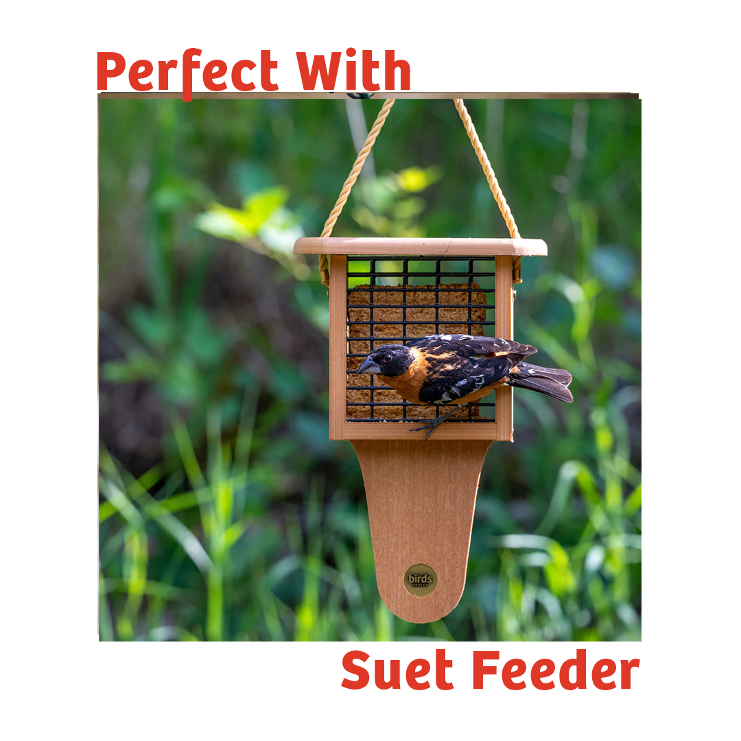 Peanut No Melt Suet - Birds Choice