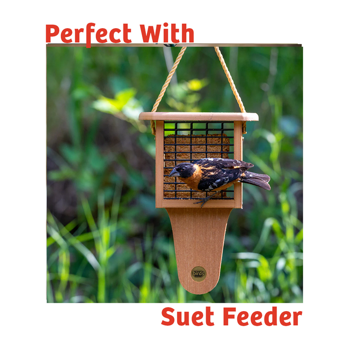 PEANUT NO MELT SUET - 12 PACK - Birds Choice