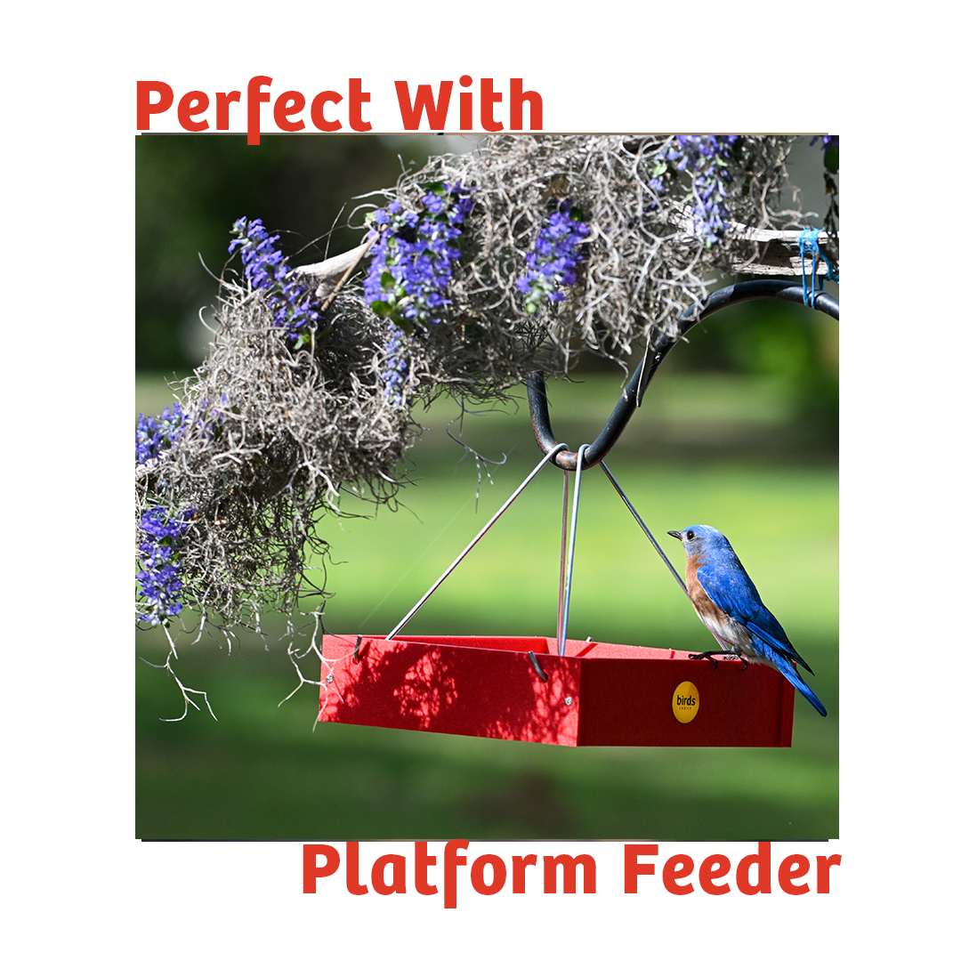 Peanut No Melt Suet - Birds Choice