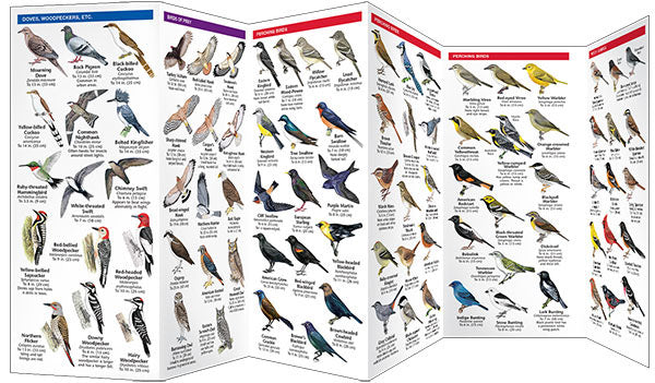 South Dakota Birds Pocket Guide - Birds Choice