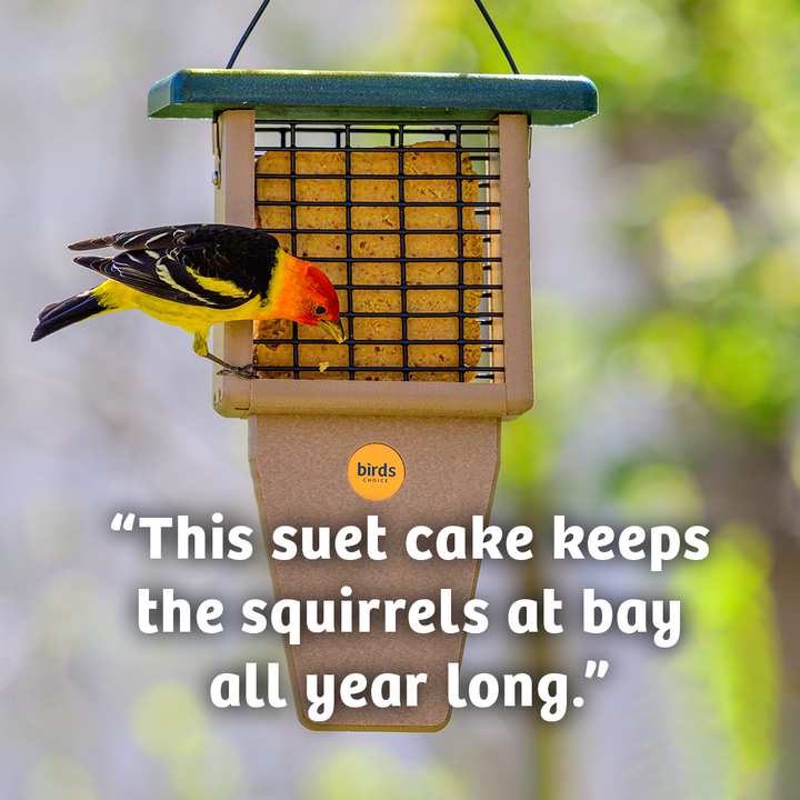 Hot Red Pepper No Melt Suet - Birds Choice